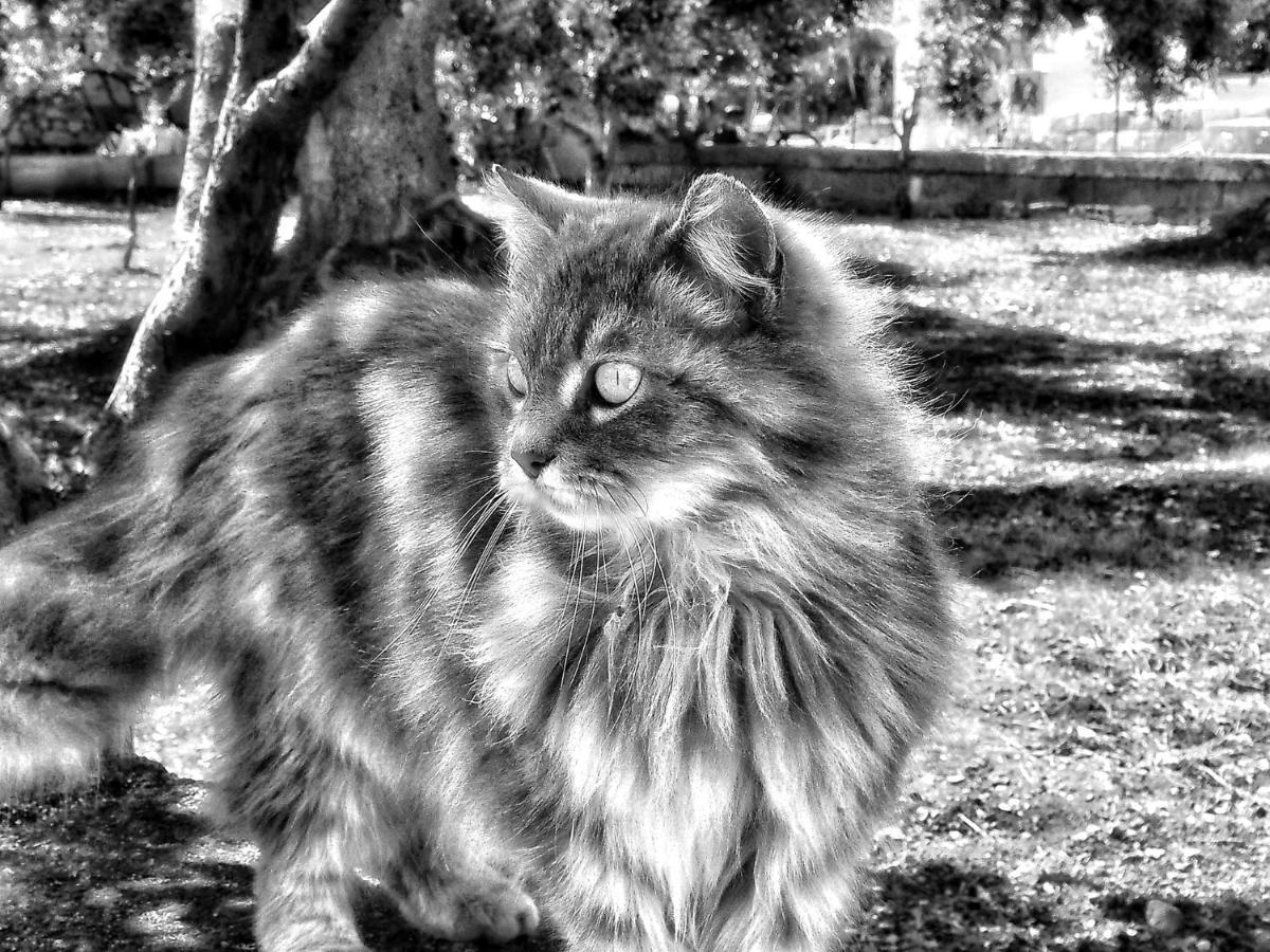 La Cummersa Del Gatto โลโกโรตอนโด ภายนอก รูปภาพ